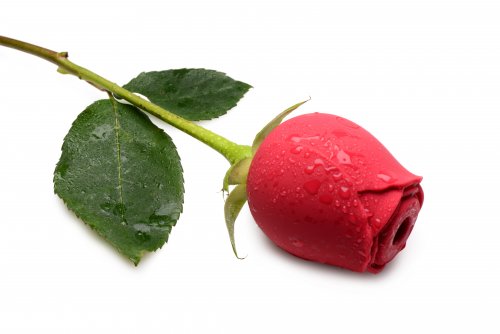 Inmi Bloomgasm Red - SP BOUTIQUE